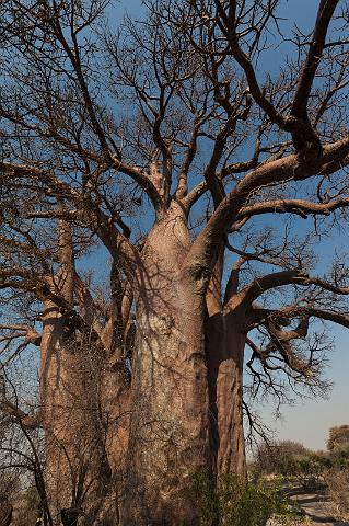 278 Kalahari woestijn, baobab.jpg